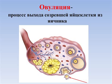 Овуляция: рождение яйцеклетки