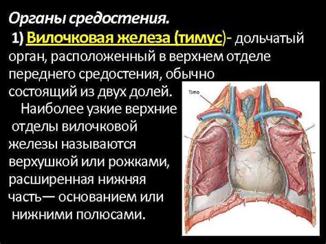 Ограничения визуализации органов