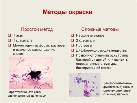 Окрашивание и методы окраски