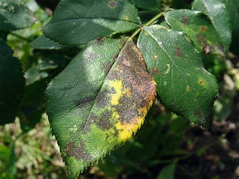 Опасности для растения: почему возникают желтые участки на растительных листьях?