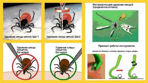 Опасные способы удаления клеща с собаки: что следует избегать