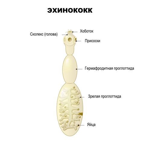 Описание и классификация эхинококка