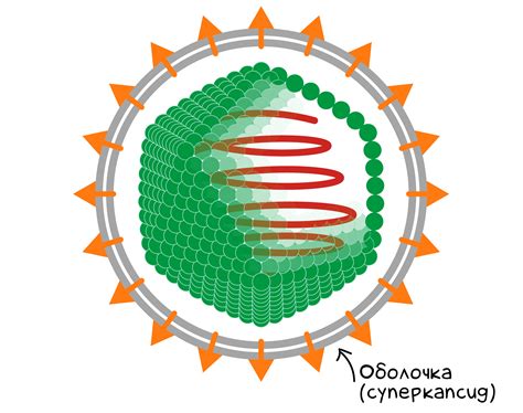 Определение вируса цитомегаловируса и его особенности