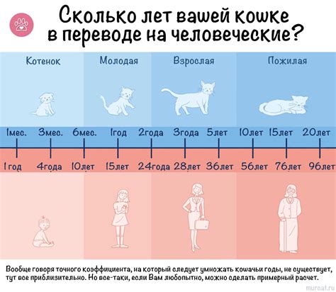 Определение возраста кошки по соответствию с человеческим временем