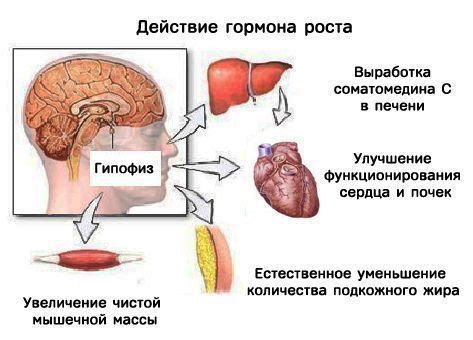 Определение и значение гормона радости в организме