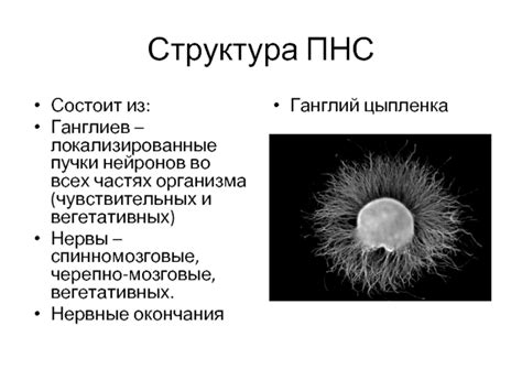 Определение и структура ганглиев