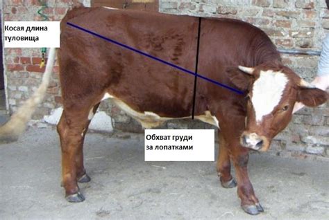 Определение массы быка без специального оборудования