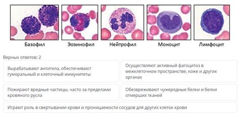 Определение нейтрофилов и их функции в организме