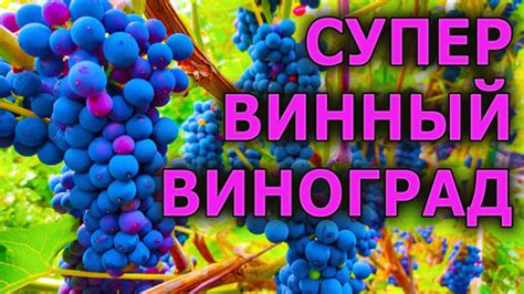 Определение периода созревания винограда в Подмосковье