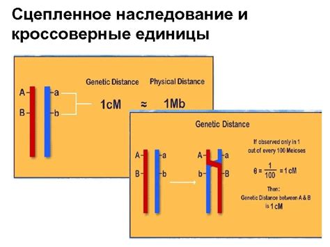 Определение различий между кроссоверными и некроссоверными гаметами в задачах биологии