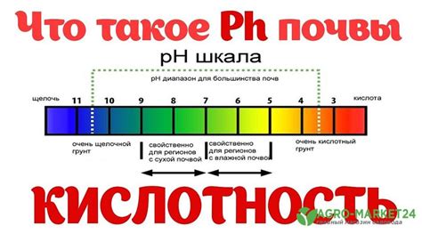 Определение содержания кислотности в почве: простые и эффективные методы