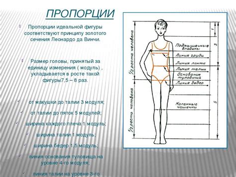 Определение соответствия пропорций тела