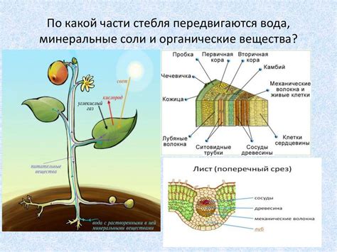 Определение утолщённого ствола в растении