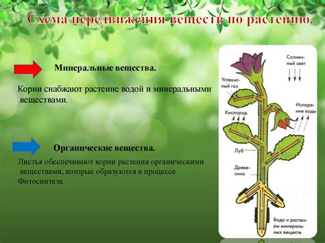 Оптимальное время для придания питательных веществ помидорам