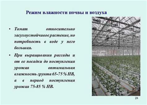 Оптимальные условия температуры и влажности для каткуса gymnocalycium