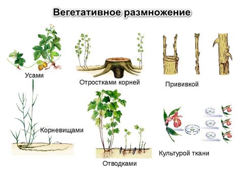 Оптимальный подход и предостережения при удалении побегов на арбузных растениях