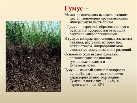 Оптимальный состав почвы и методы сохранения ее влажности и плодородия