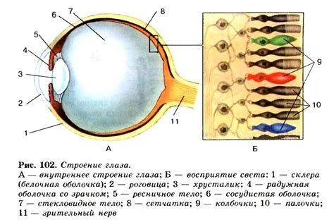 Оптические и физиологические особенности глаза, влияющие на верность восприятия цвета