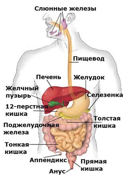 Органы доброкачественного переваривания: желудок и кишечник