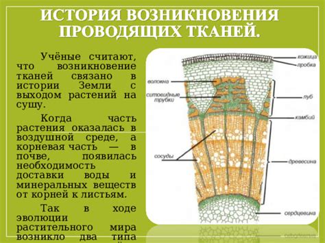 Освобождение от органичных веществ на поверхности тканей с помощью растительного масла