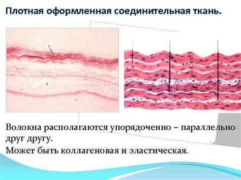 Ослабление мышц матки и соединительных тканей