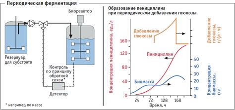 Основной процесс ферментации и брожения