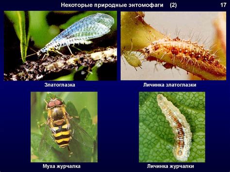 Основные компоненты и методы использования для защиты растений от вредителей