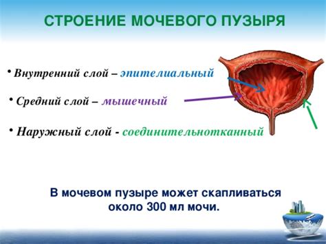 Основные концепты взвеси в полости мочевого пузыря