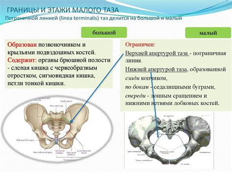 Основные методы изучения структур и функций малого таза