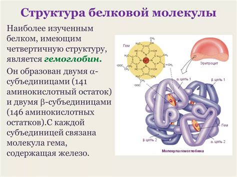 Основные понятия изучения структуры молекул белков