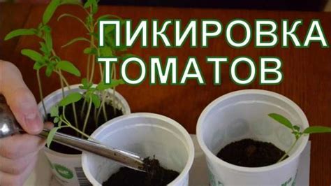 Основные принципы успешной пересадки растений после удаления картофеля