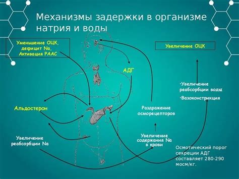 Основные причины задержки жидкости в организме и методы устранения