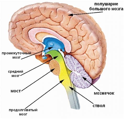 Основные проявлениязаболевания головного мозга