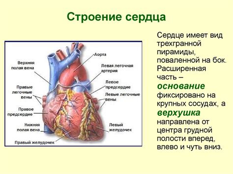 Основные проявления невроза сердца и их характеристика