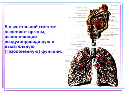 Основные проявления петрификатов в дыхательной системе и способы диагностики
