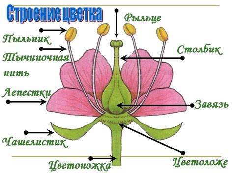 Основные роли частей растения