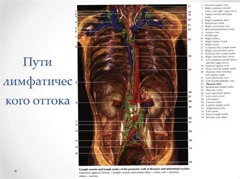 Основные способы восстанавления лимфатического оттока: ключевые подходы