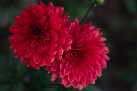 Основные требования к уходу за цветами латинского рода Chrysanthemum