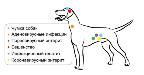 Основные фазы переваривания у собак: общая схема