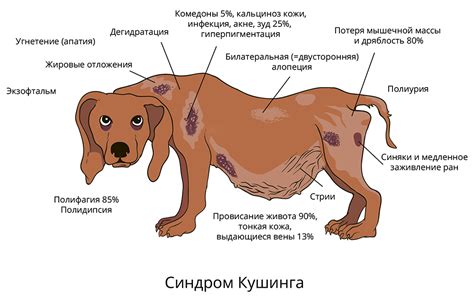 Основные факторы, влияющие на процесс возникновения излишков шерсти у собаки