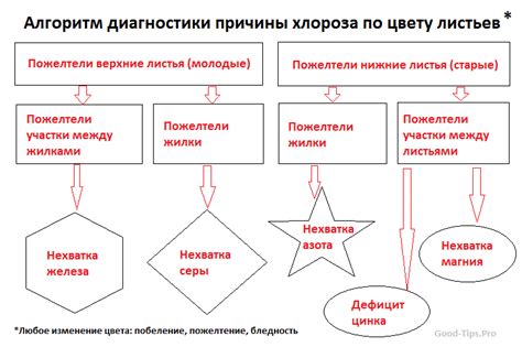 Основные факторы, приводящие к изменению окраски листьев у пальмы