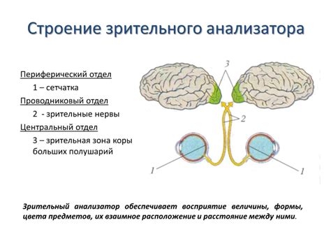 Основные функции и настройка анализатора звуков Rightmark