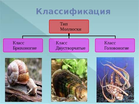 Основные характеристики класса моллюсков