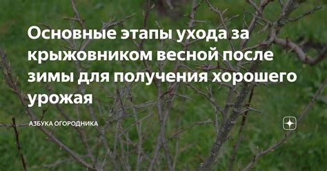 Основные этапы восстановления виктории после зимы: основы эффективного ухода