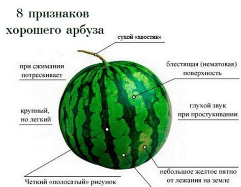 Основные этапы созревания плодов арбуза