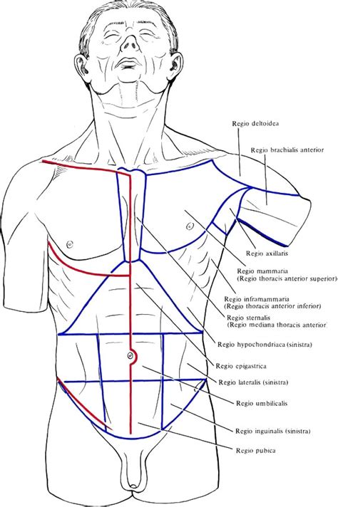 Основы манипуляций с областью груди