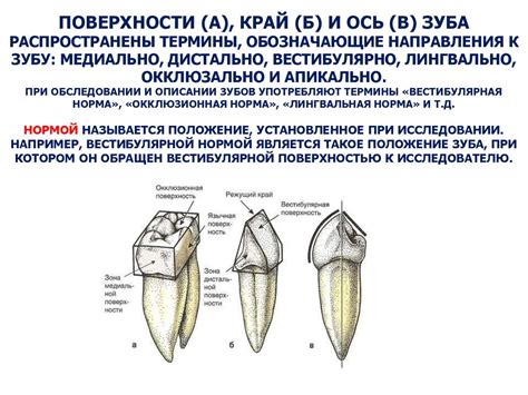 Основы формирования острых зубов в городе пони