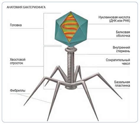 Особенности взаимодействия фага E. coli с патогенными микроорганизмами