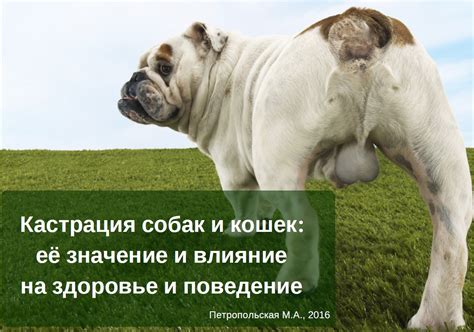 Особенности дыхательной системы у собак: влияние на здоровье и поведение