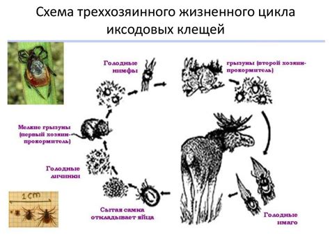 Особенности жизненного цикла клещей